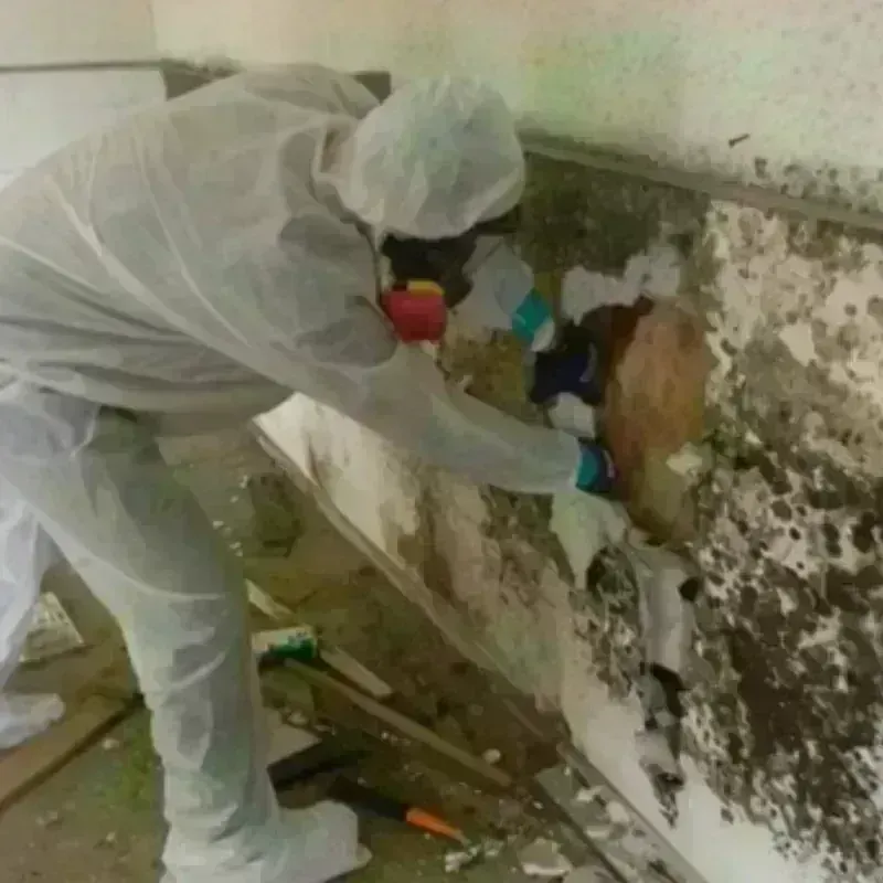 Mold Remediation and Removal in Loganville, GA